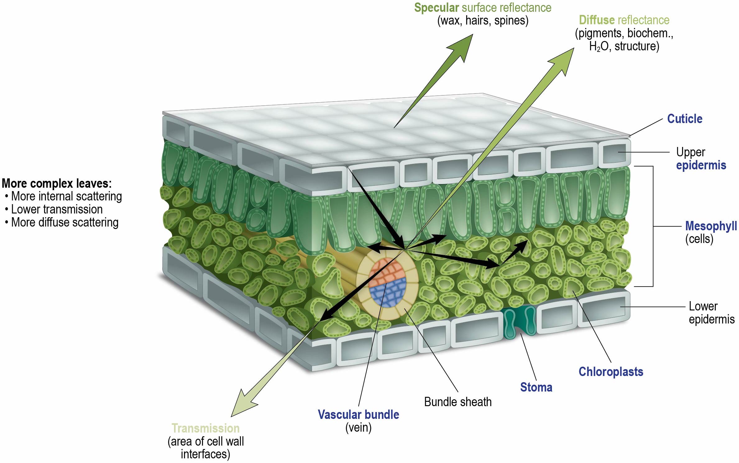 Leaf Anatomy Figure